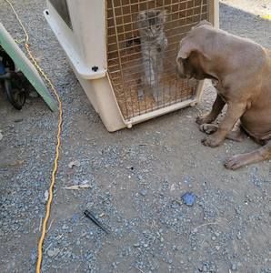 Meet your Posher, Carol